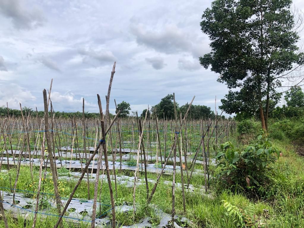 Tanah Kavling — foto 2